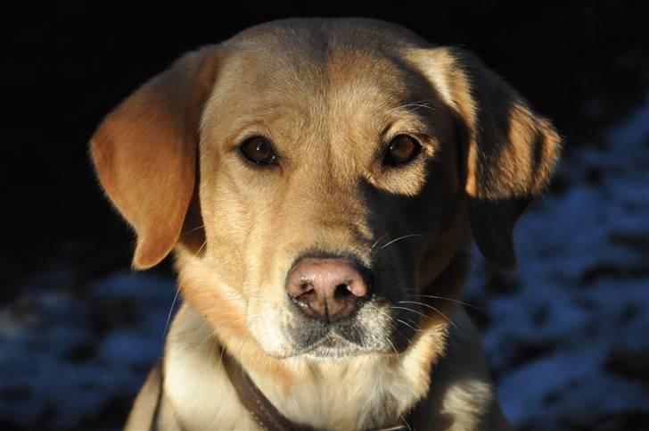 Labrador retriever Nordan's Smilla billede 12