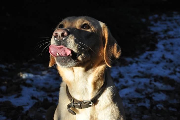 Labrador retriever Nordan's Smilla billede 13