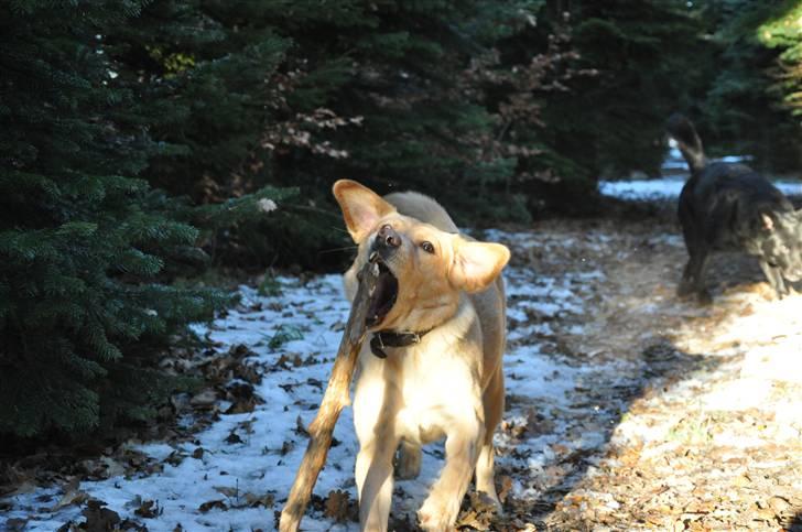 Labrador retriever Nordan's Smilla billede 14