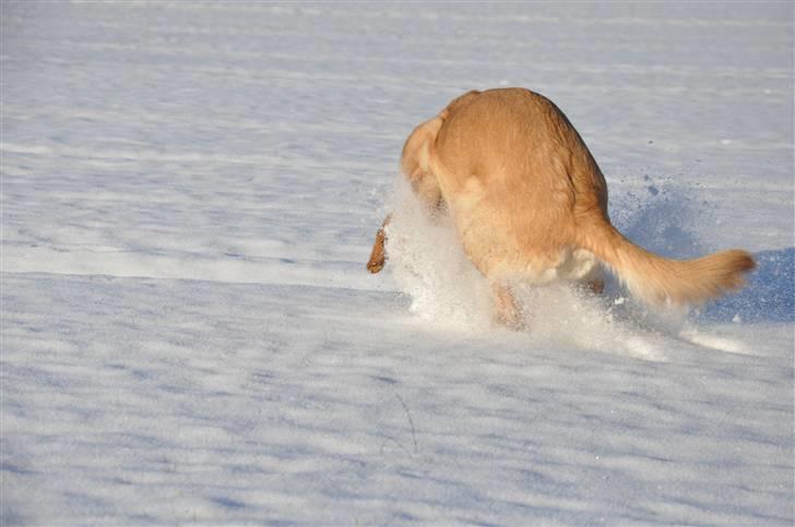 Labrador retriever Nordan's Smilla billede 15