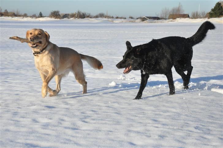 Labrador retriever Nordan's Smilla billede 16