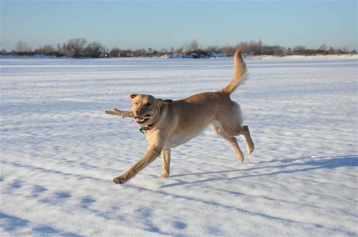 Labrador retriever Nordan's Smilla billede 17