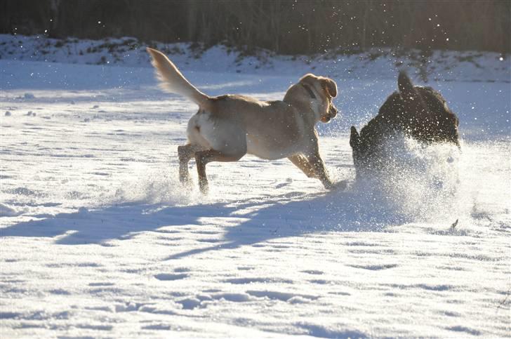 Labrador retriever Nordan's Smilla billede 18