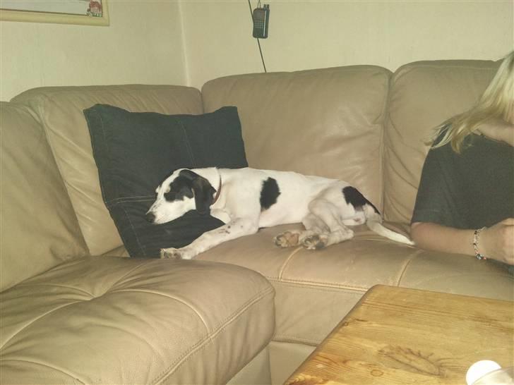 Blanding af racer dina billede 2