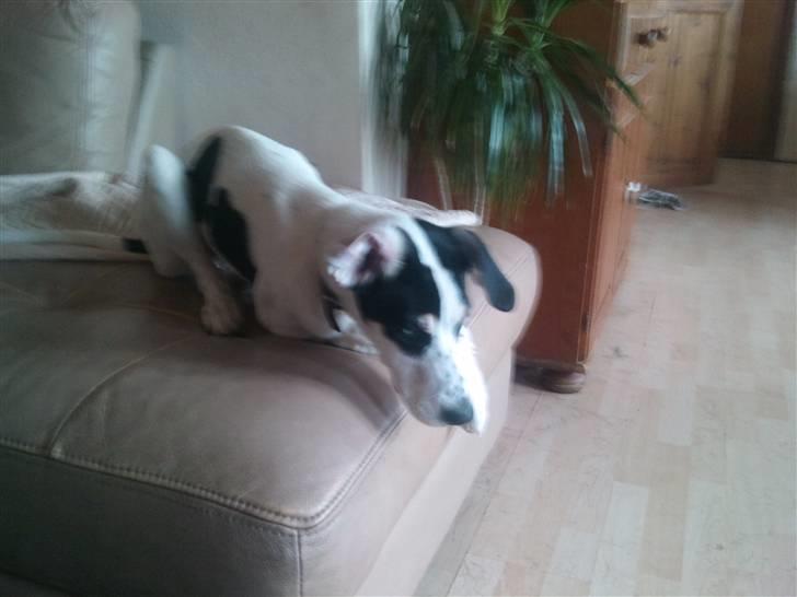 Blanding af racer dina billede 4