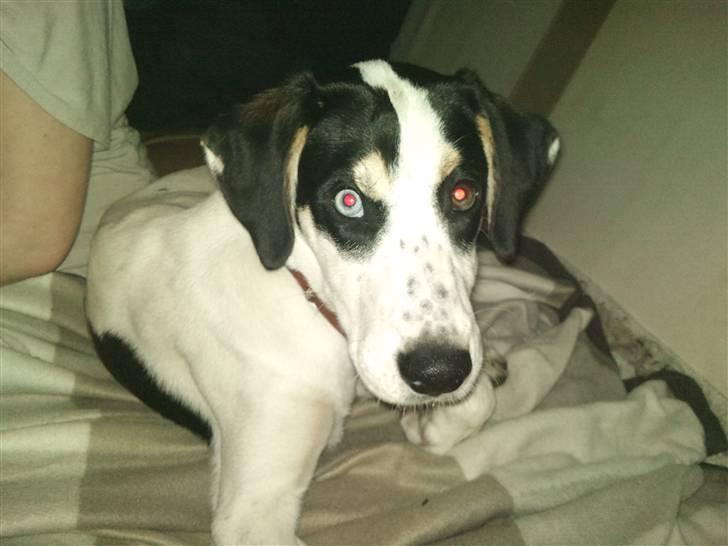 Blanding af racer dina billede 5