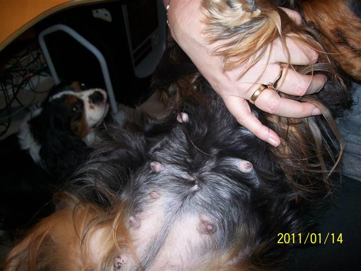 Cavalier king charles spaniel maddie - Se min mave ca 3 uger før termin billede 13