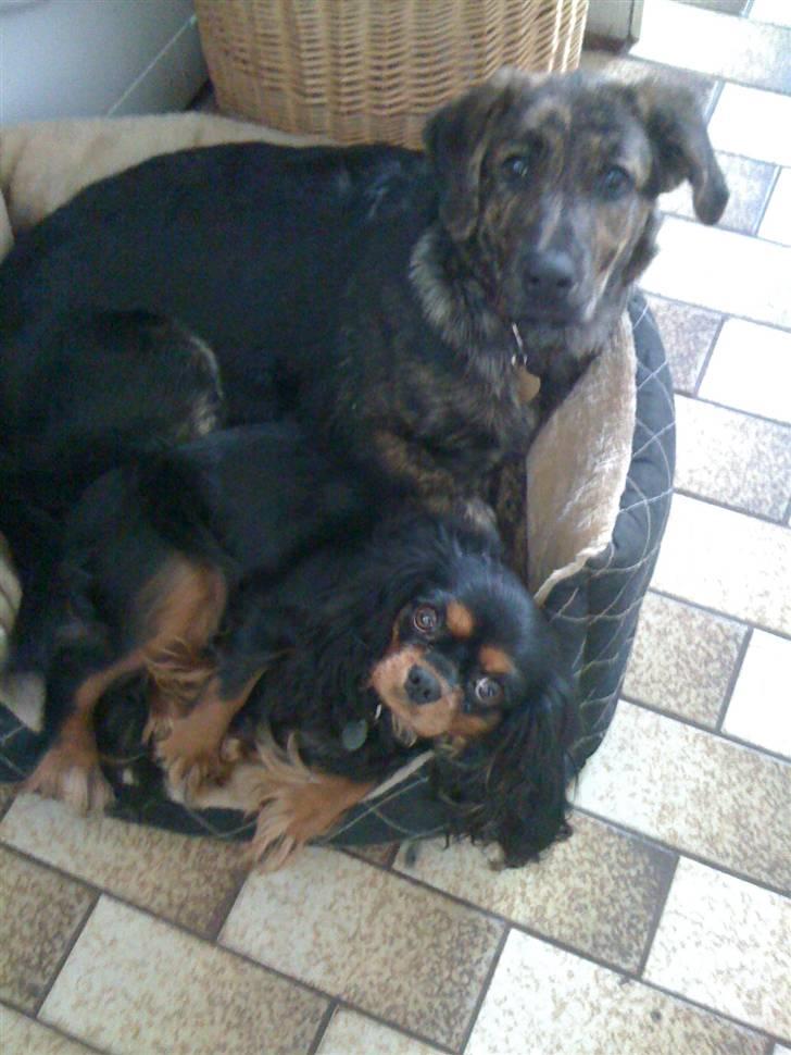 Cavalier king charles spaniel maddie - Hygger med Gaya billede 14