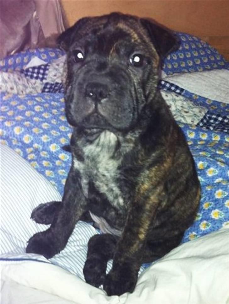 Blanding af racer Maggie billede 1