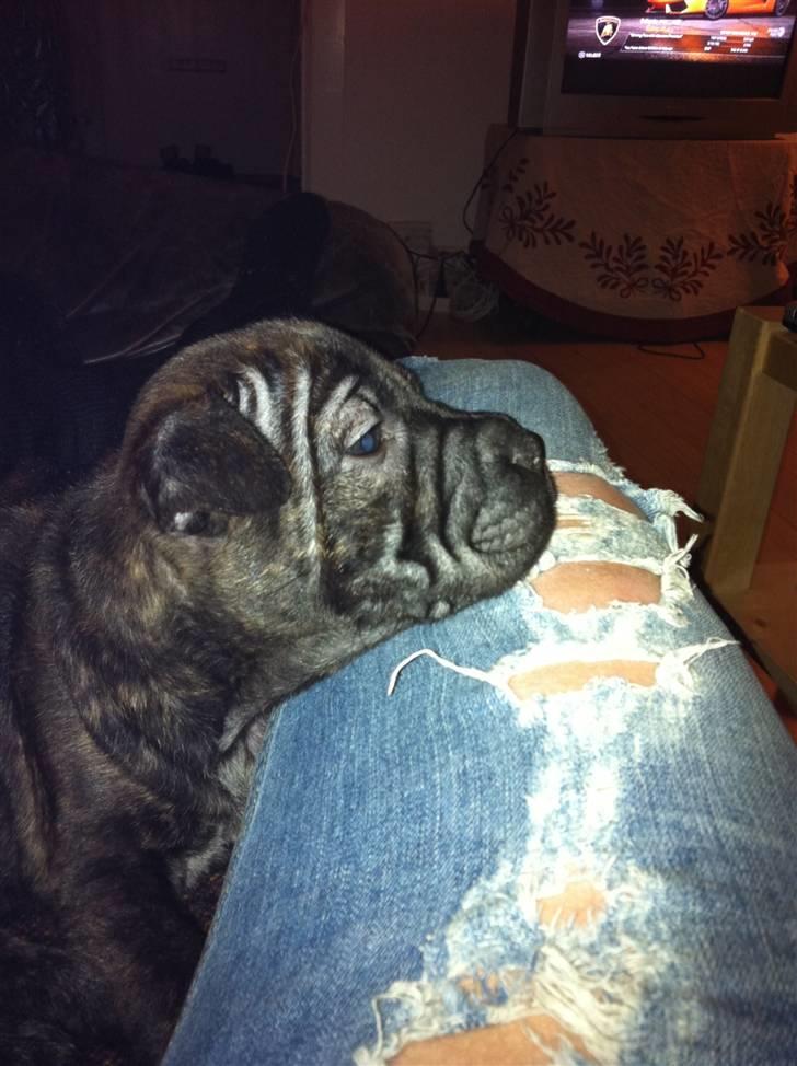 Blanding af racer Maggie billede 2