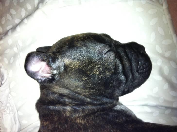 Blanding af racer Maggie billede 3