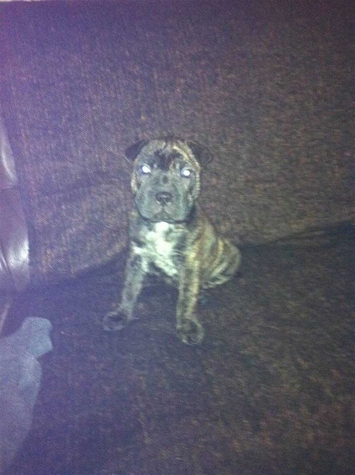 Blanding af racer Maggie billede 4