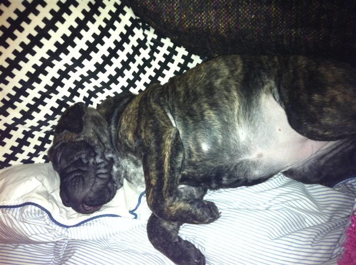 Blanding af racer Maggie billede 5