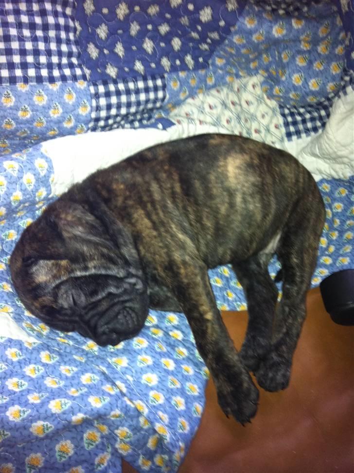 Blanding af racer Maggie billede 7