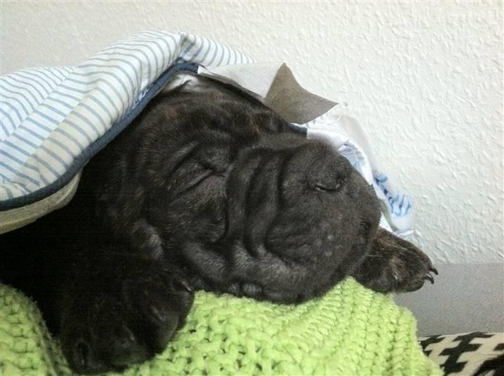 Blanding af racer Maggie billede 9