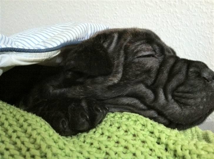 Blanding af racer Maggie billede 10