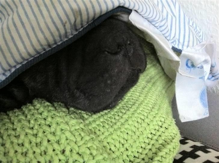 Blanding af racer Maggie billede 11