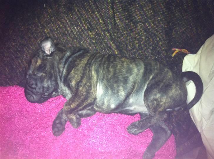 Blanding af racer Maggie billede 12