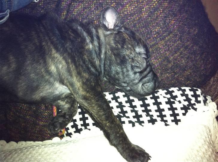 Blanding af racer Maggie billede 13