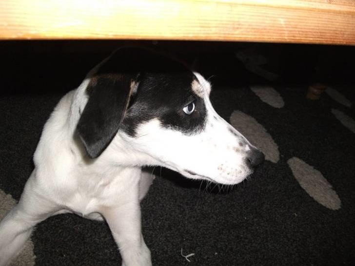 Blanding af racer dina billede 6