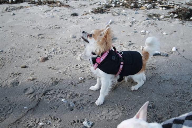 Chihuahua Luca billede 1