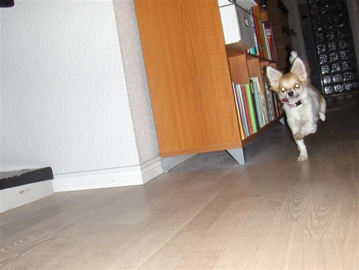 Chihuahua Luca billede 2