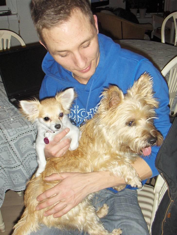 Chihuahua Luca billede 3