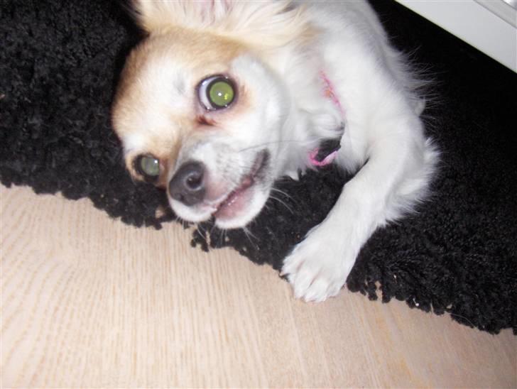 Chihuahua Luca billede 4