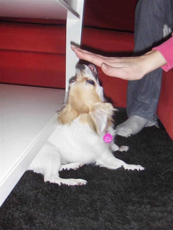 Chihuahua Luca billede 5