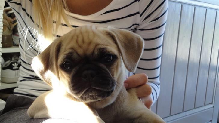 Blanding af racer Ziggi billede 1