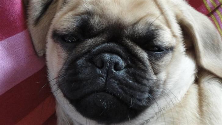 Blanding af racer Ziggi billede 2