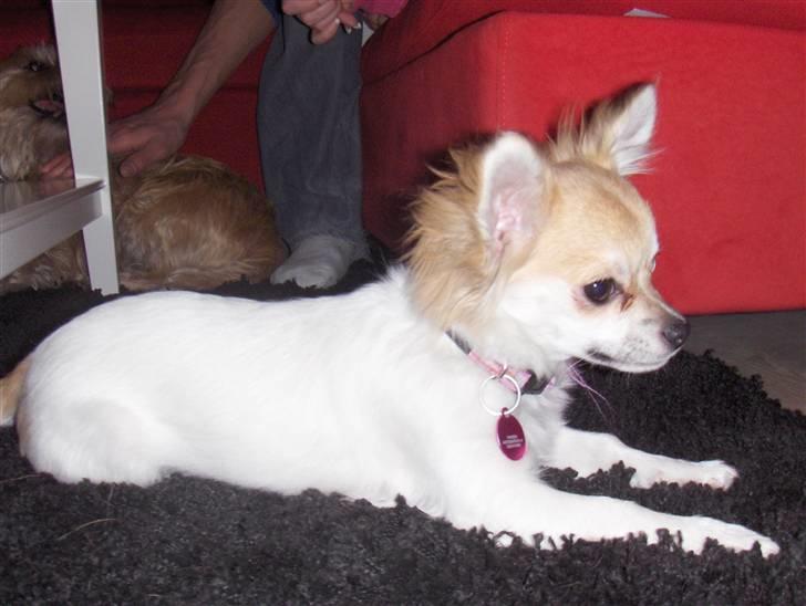 Chihuahua Luca billede 6