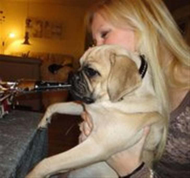 Blanding af racer Ziggi billede 3