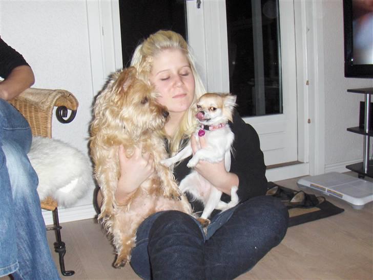 Chihuahua Luca billede 7