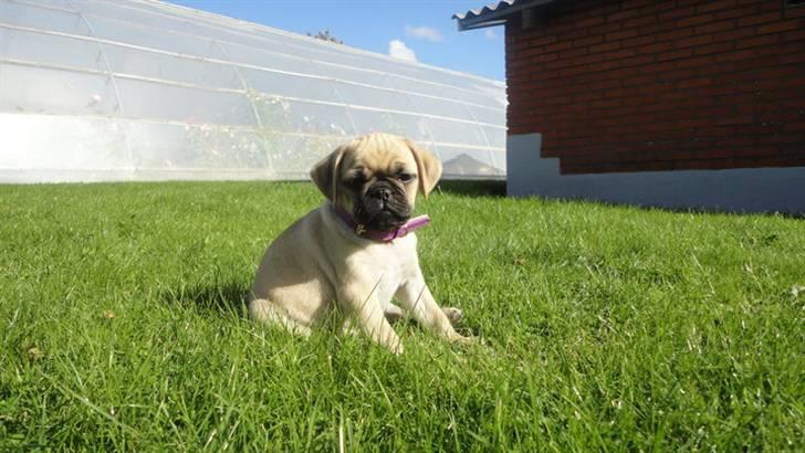 Blanding af racer Ziggi billede 4