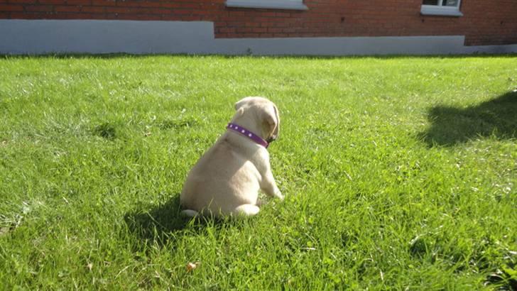 Blanding af racer Ziggi billede 5