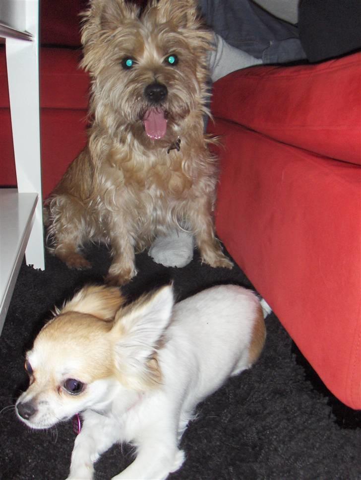 Chihuahua Luca billede 8