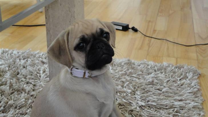 Blanding af racer Ziggi billede 6