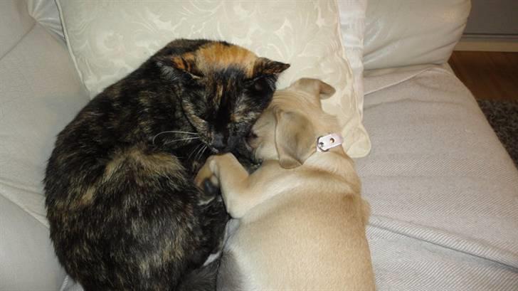 Blanding af racer Ziggi billede 7