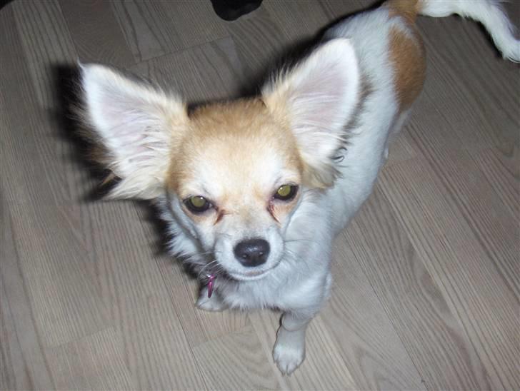 Chihuahua Luca billede 9