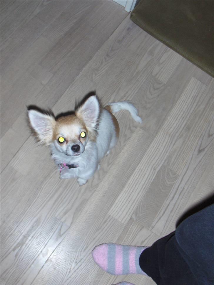 Chihuahua Luca billede 10