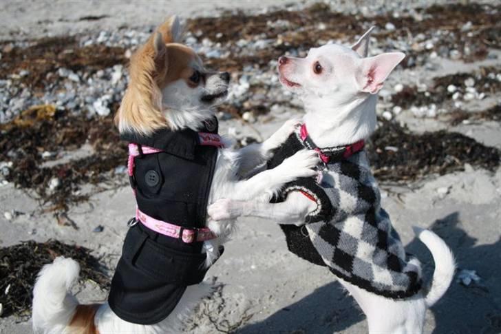 Chihuahua Luca billede 11