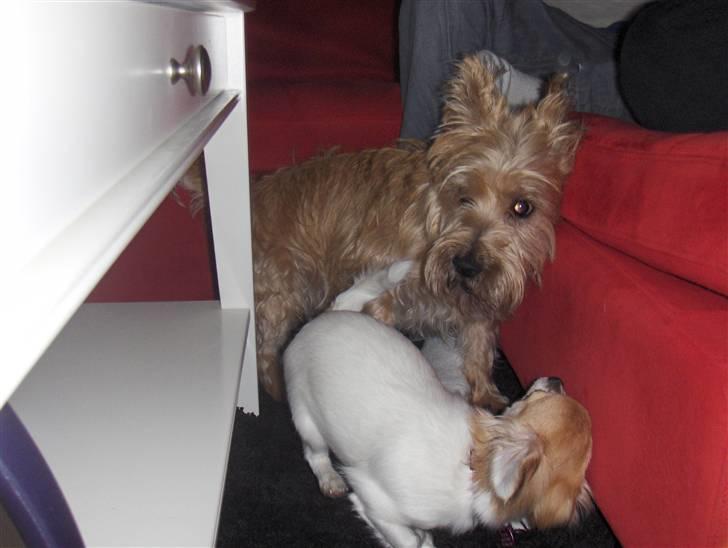 Cairn terrier Luigi billede 17