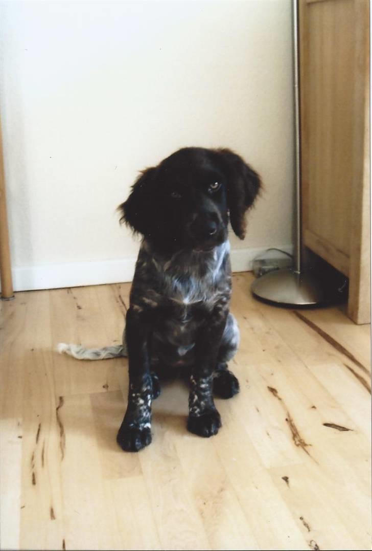 Kleiner münsterländer Løvmosen´s Tikka billede 8