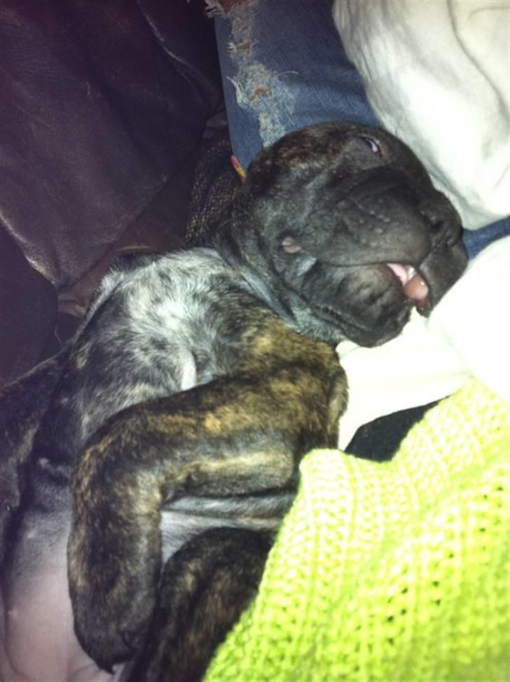 Blanding af racer Maggie billede 14