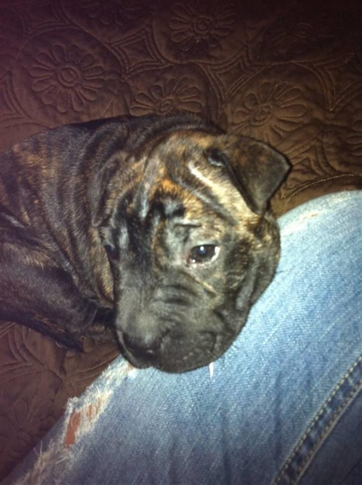 Blanding af racer Maggie billede 15