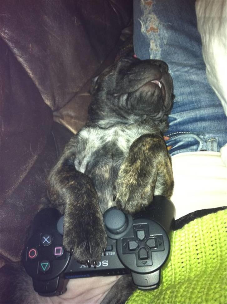 Blanding af racer Maggie billede 16