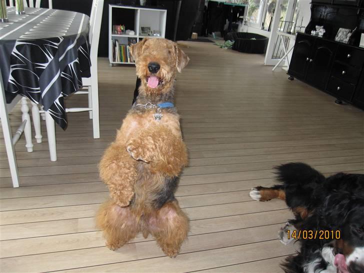 Airedale terrier Spicaway unbraced (Argo) - Se hvor fint jeg sidder. billede 1