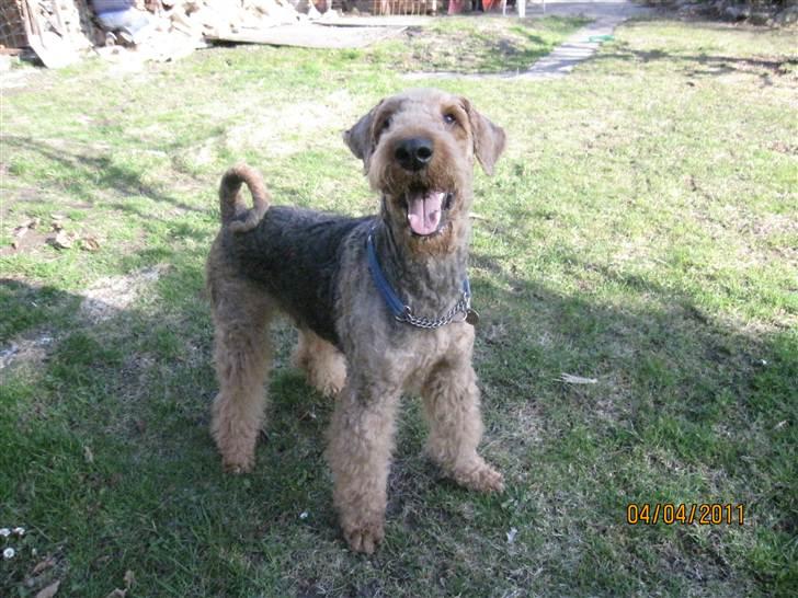 Airedale terrier Spicaway unbraced (Argo) - Kast så den bold. billede 2