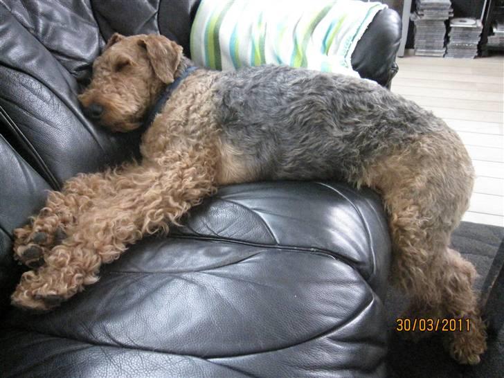 Airedale terrier Spicaway unbraced (Argo) - Jeg ligger kun lidt i sofaen. billede 3